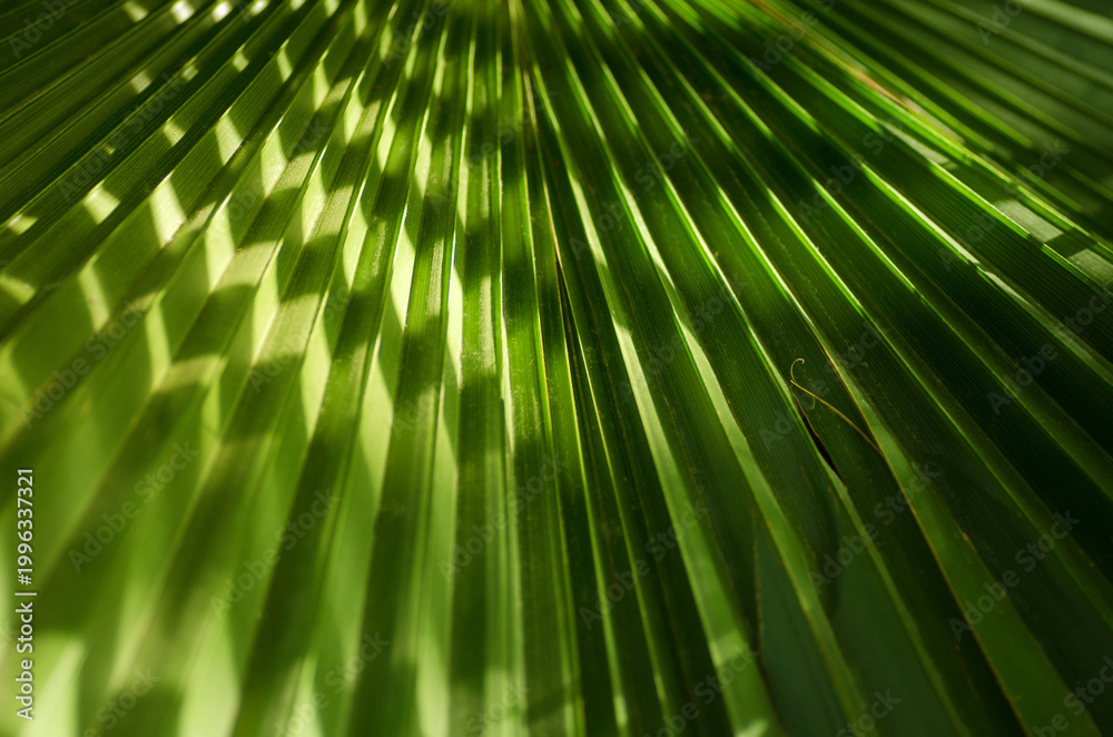 Fototapeta premium Green Palm Leaf Texture With Bokeh - Background For Travel, Spa And Summer Cocktail Design