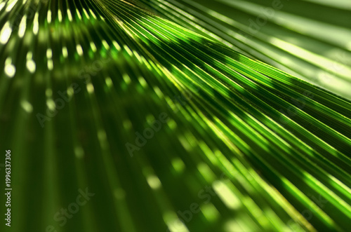 Green Palm Leaf Texture With Bokeh - Background For Travel, Spa And Summer Cocktail Design