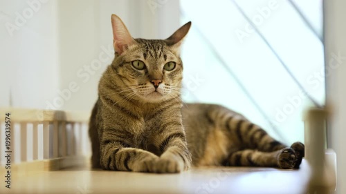 Domestic tabby cat resting on a modern wooden cat climber, cat tree tower