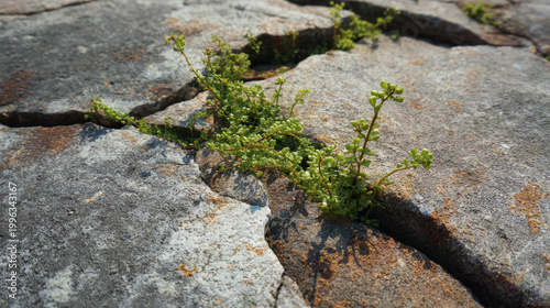 Rocks with tiny plants growing in cracks