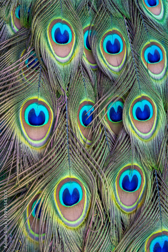 Fototapeta premium Detailed Peacock Feather Pattern Close Up