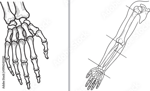 Human hand and arm skeletal anatomy illustration isolated on white background