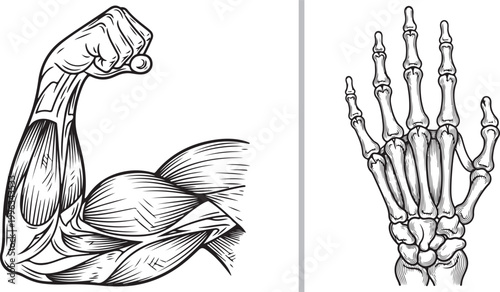 Vintage style muscular arm and skeletal hand anatomy illustration isolated on white background