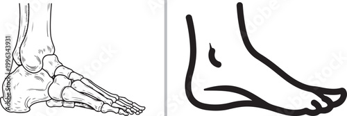 Human foot anatomy skeleton and simple outline icon isolated on white background vector illustration