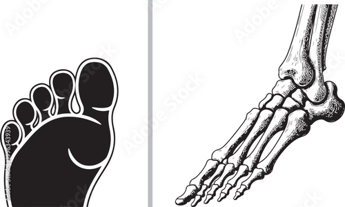 Human foot silhouette and anatomical skeleton bones illustration isolated on white background