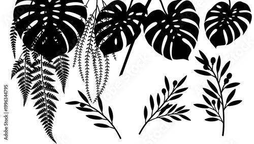 A minimalist image featuring a dark fern branch against a bright white background. Perfect for designs needing a natural, organic element or a touch o