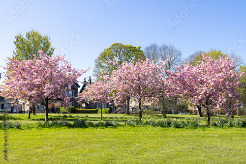 Cherry blossom trees lining a green park in Harrogate North Yorkshire UK with colourful spring flowers and open grass space in a calm residential setting under a clear blue sky in the spring time