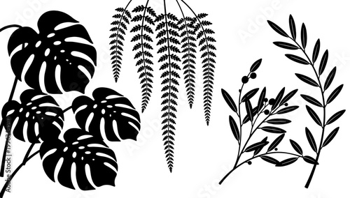 A striking black and white image of a monstera leaf, offering a modern and minimalist aesthetic. Ideal for backgrounds, branding, or designs needing a