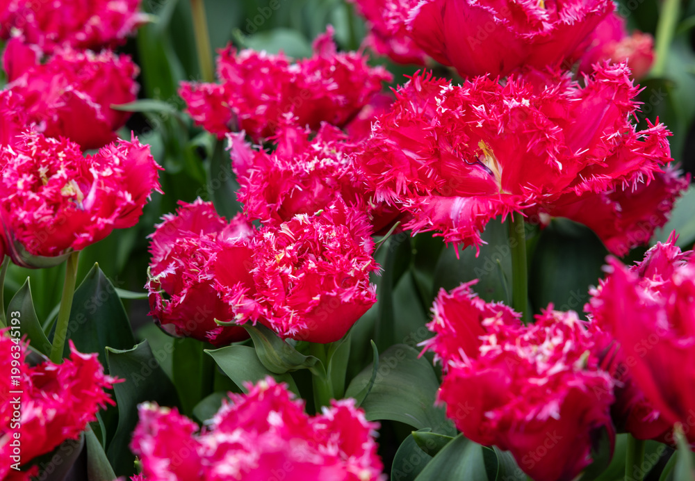 Fototapeta premium Red tulip called La Mour. Fringed group. Tulips are divided into groups that are defined by their flower features
