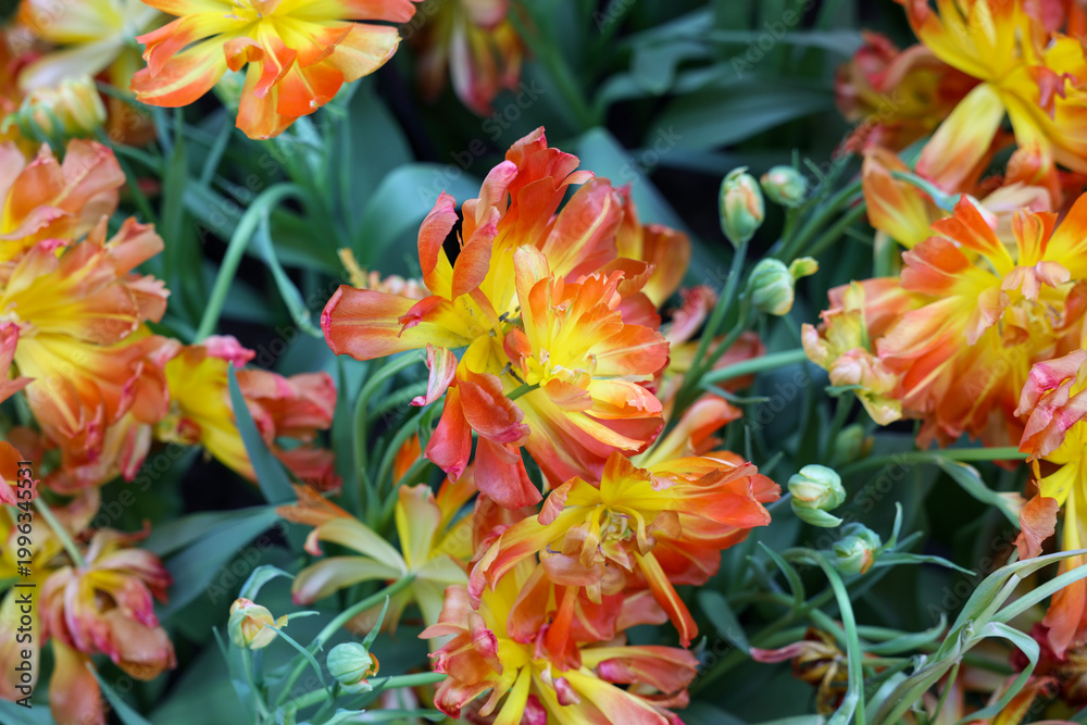 Fototapeta premium Tulips called Monte Orange. Double Early group. Tulips are divided into groups that are defined by their flower features