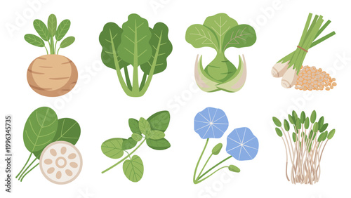 Fresh Organic Vegetables Illustration Collection – Leafy Greens and Root Crops Flat Vector Set