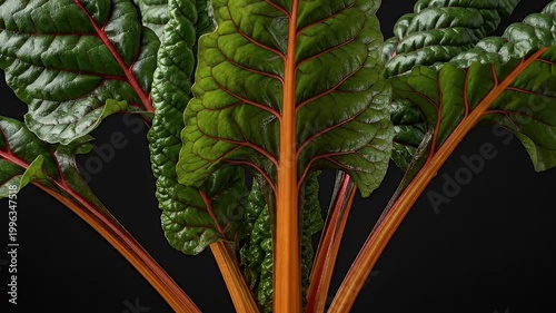 Close-up of vibrant chard plant with colorful red and orange stems and green leaves against a black background.