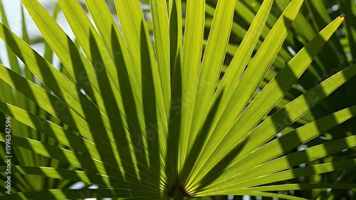 Close-up of vibrant green palm leaf backlit by bright sunlight, casting natural shadows and creating a tropical background