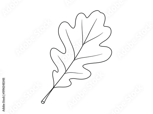 Detailed oak leaf vector drawing for botanical illustration and nature themed graphic design projects and print media