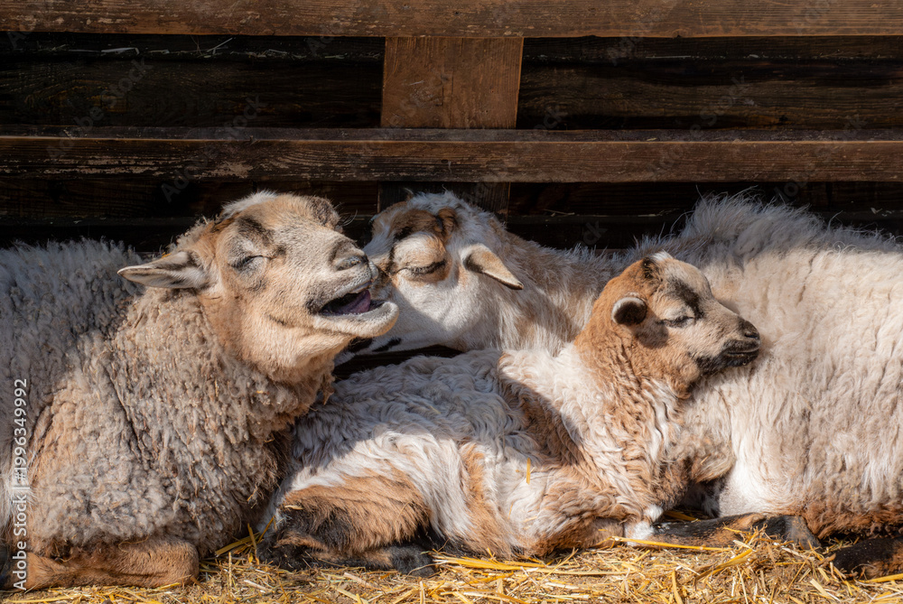 Obraz premium Three resting sheep nestled together on warm straw in soft natural light