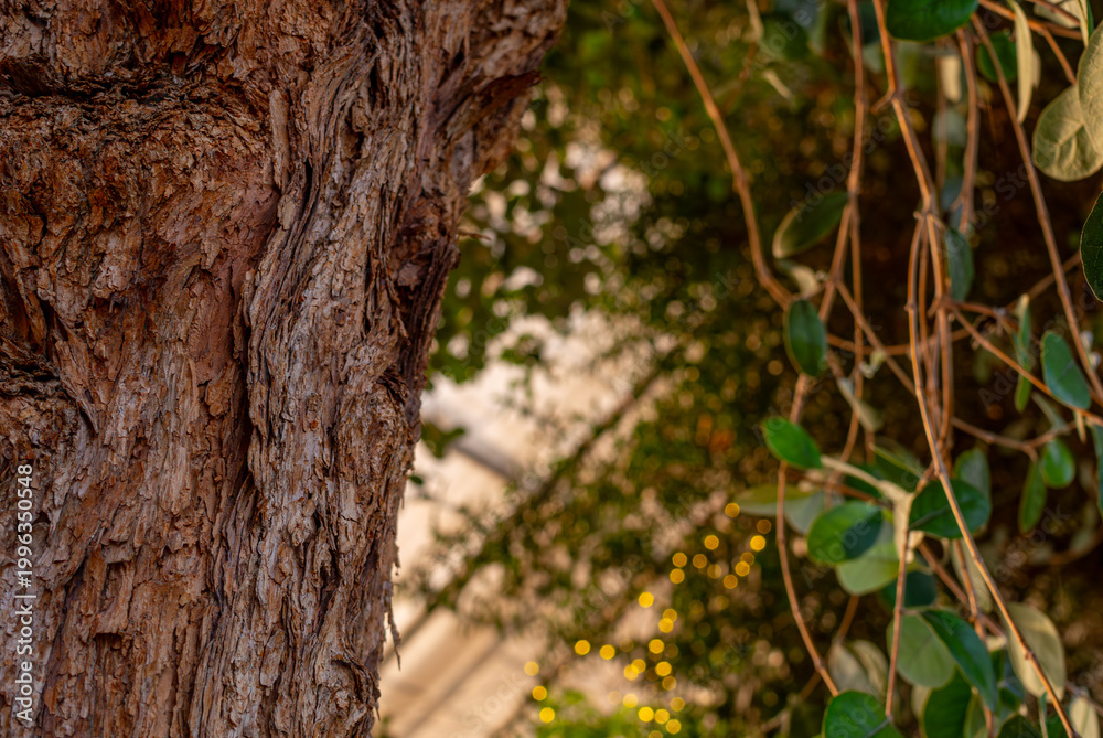 Obraz premium Cracked bark and twining plant stems in warm garden light 