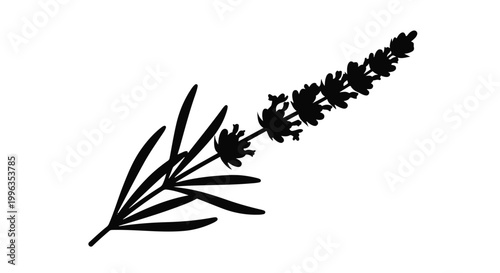 Minimalist lavender sprig silhouette isolated on white, black and white herbal plant illustration for aromatherapy and organic design.