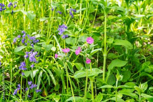 Close up of a cluster of red campion wild flowers in amongst bluebells in hedgerow in Wiltshire, UK in spring 2026