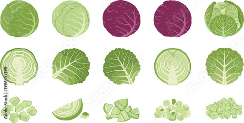 Set of Fresh Cabbage Illustrations Featuring Whole Red and Green Heads Sliced Cross Sections Individual Leaves and Chopped Pieces for Healthy Nutrition and Culinary Designs