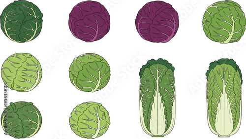 Set of Fresh Cabbage Illustrations Featuring Whole Red Purple and Green Heads Including Chinese Napa Cabbage for Healthy Nutrition Culinary and Agricultural Designs