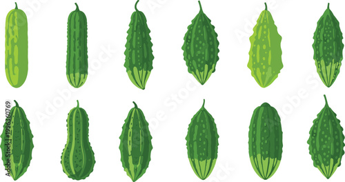 Set of Bitter Melon Illustrations Featuring Various Shapes Including Long Slender Bumpy Skin and Spiky Varieties for Healthy Nutrition and Traditional Medicine Graphic Designs