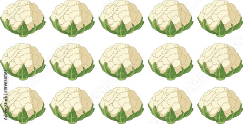 Set of Fresh Cauliflower Illustrations Featuring Whole Raw White Heads With Green Leaves for Healthy Nutrition Culinary Arts and Agricultural Market Graphic Design Projects