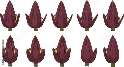 Set of Banana Blossom Illustrations Featuring Various Angles of Purple Heart Shaped Edible Flowers for Healthy Nutrition and Traditional Southeast Asian Culinary Graphic Designs