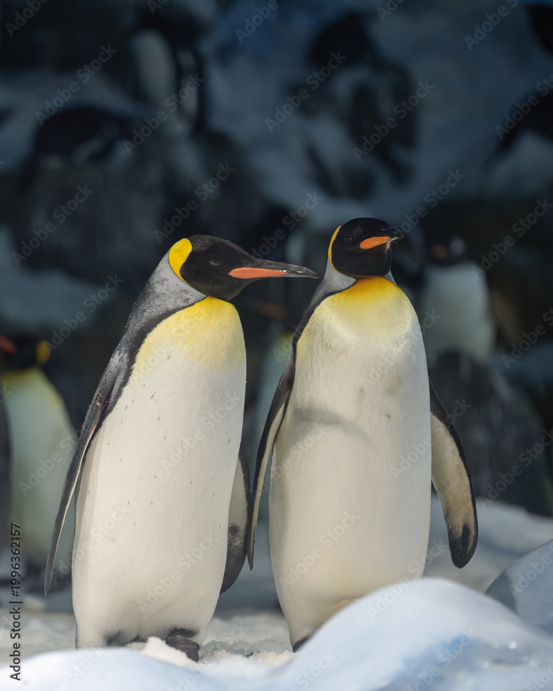 Fototapeta premium Close-up of a pair of emperor penguins