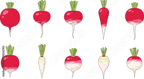Set of Fresh Red Radish Illustrations Featuring Round and Long Varieties With Green Leaves and White Tips for Healthy Organic Vegetable Harvest and Culinary Graphic Designs