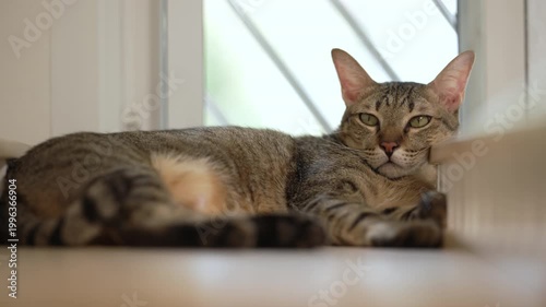 Domestic tabby cat resting on a modern wooden cat climber, cat tree tower