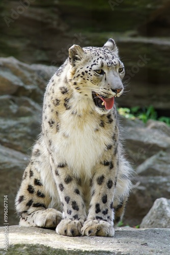 Fotografía The snow leopard (Panthera uncia) is a species of large cat in the genus Panthera of the family Felidae