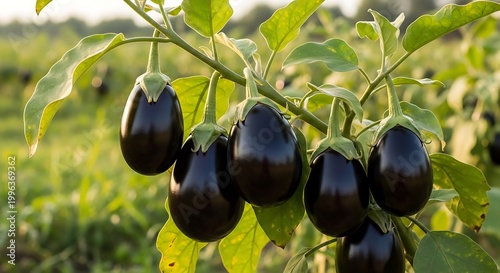 Fresh black eggplants growing on a green plant outdoors