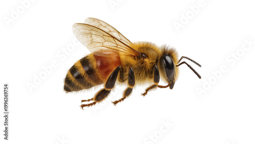 Bilde på lerret Fuzzy honey bee with striped abdomen wings and antennae, isolated on transparent