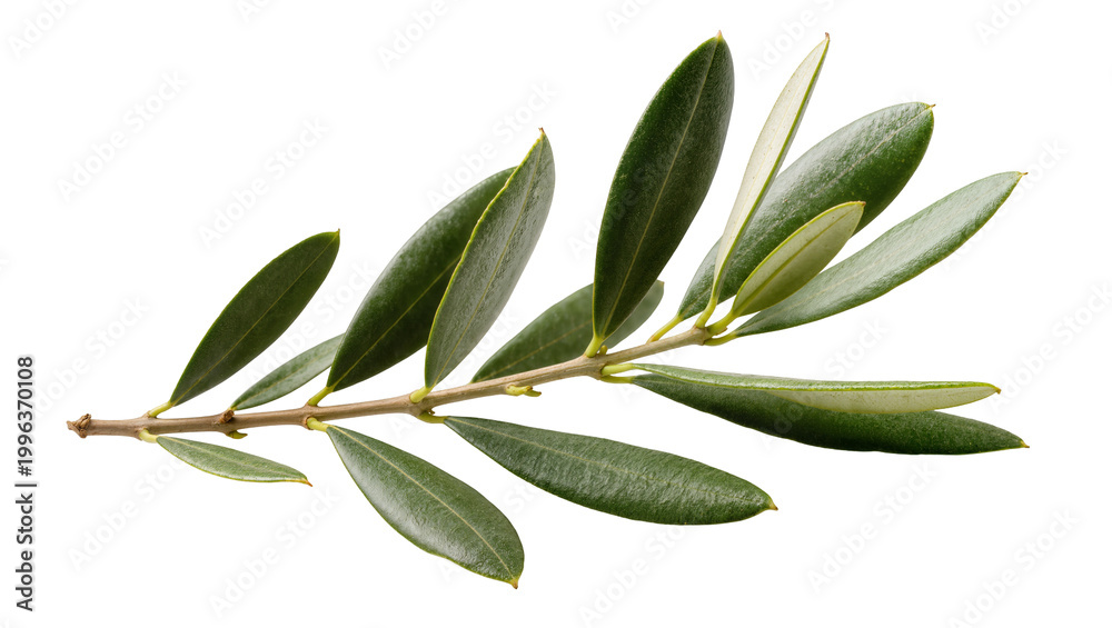 Fototapeta premium Green olive branch with multiple leaves, isolated on transparent background