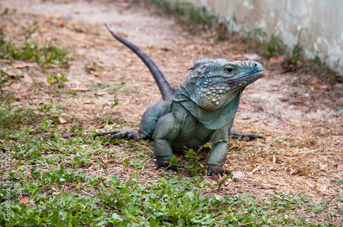 Принти на полотні Blue iguana on Grand Cayman island