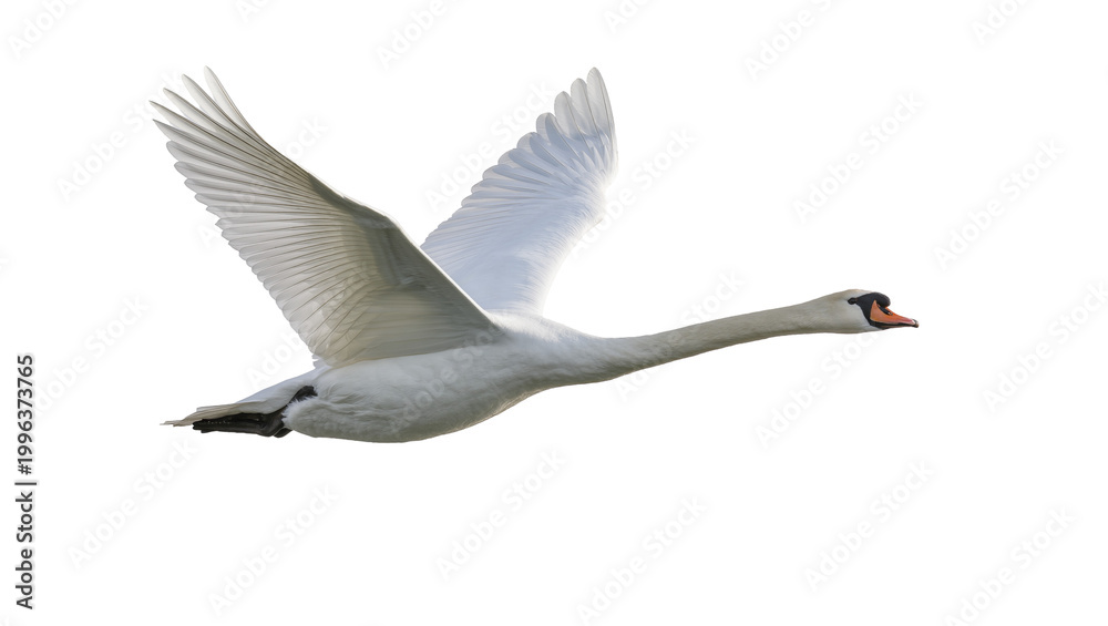 Obraz premium Graceful white swan with outstretched wings, isolated on transparent background