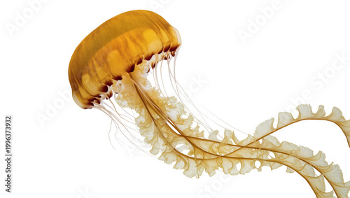 Фотография Translucent amber jellyfish with ruffled tentacles, isolated on transparent back