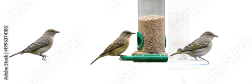 Quadro su tela Wooden Bird Feeder with Wild Bird for Garden Decoration, Nature Hobby, Outdoor Wildlife Care, Realistic Botanical Environment Graphic Design Assets