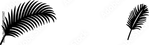 A pristine ostrich feather, with its delicate wisps of white barbs, stands alone against an immaculate white backdrop, exuding elegance and simplicity