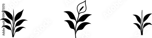 A stunning Peace Lily showcases its pristine white sail-like bloom amidst dark green glossy leaves against an immaculate white backdrop