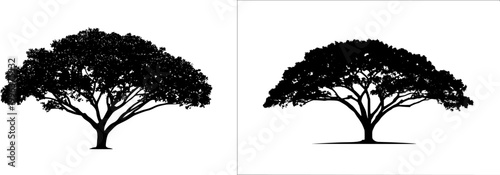 A mature Teak tree stands majestically with its large, rugged leaves and sturdy trunk, set against a pristine white background