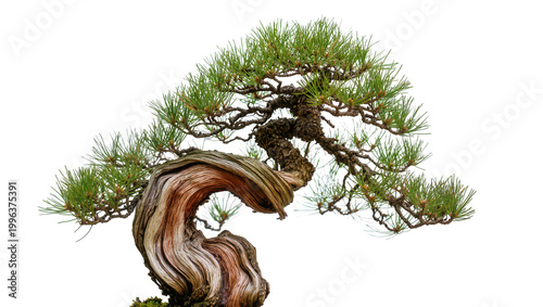 фотографія Twisted ancient pine bonsai tree with green needles, isolated on transparent bac