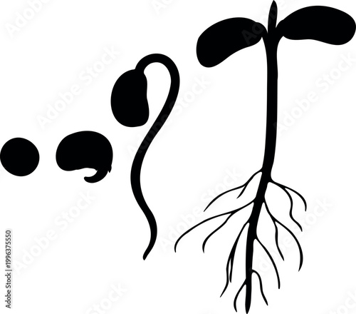 Educational bean seed germination life cycle Soybean (Glycine max), minimalist silhouette infographic