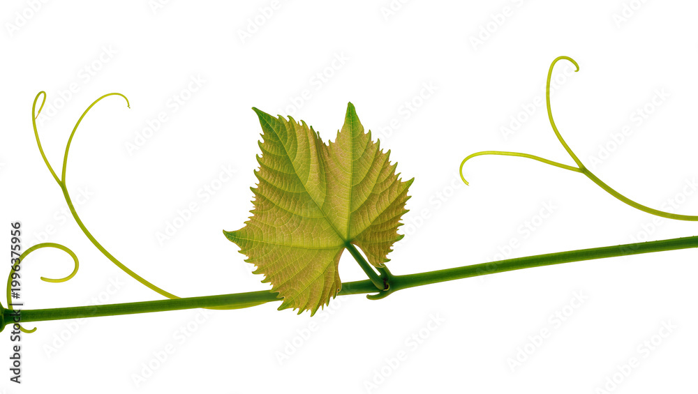 Fototapeta premium Green grape vine stem with serrated leaf and curling tendrils, isolated on transparent background