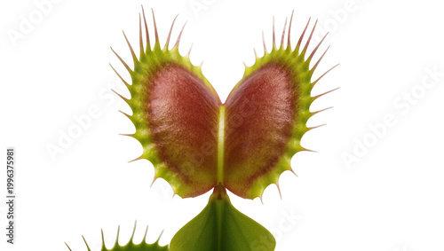 Fotografie Dionaea muscipula plant trap with sharp green teeth, isolated on transparent bac