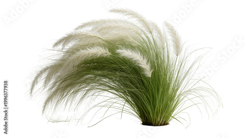 Foto Fluffy white pampas grass plumes with green stalks, isolated on transparent back