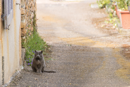 Tableau sur toile chat gris assis dans une rue