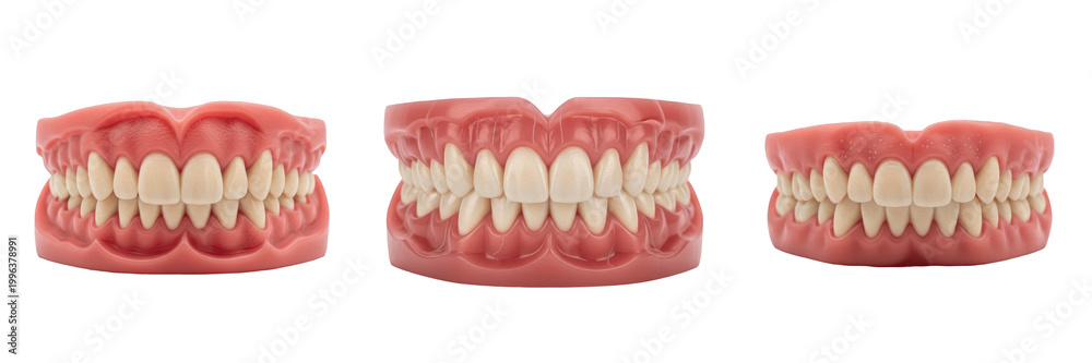 Obraz premium Anatomical Human Teeth Dental Model PNG Set Isolated on White Background for Medical Education, Dentistry Clinic, Health Care, Realistic Tech Equipment Graphic Design Assets.