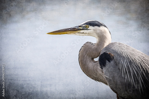 great blue heron