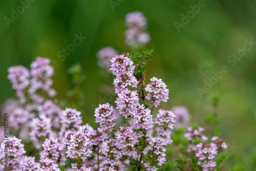 Close up of creeping thyme (thymus serpyllum) flowers in bloom